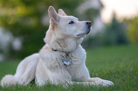 26++ Gambar Kata Kata Anak Anjing - Gambar Tulisan