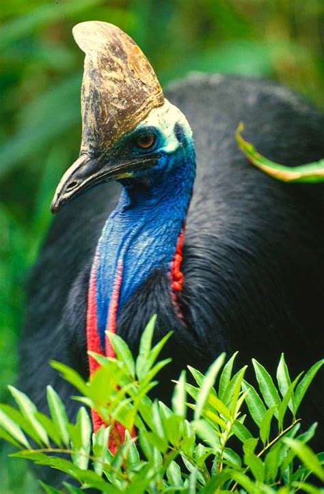 The Cassowary