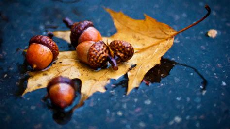 Wallpaper Leaves Food Rain Branch Nuts Acorns Autumn Leaf
