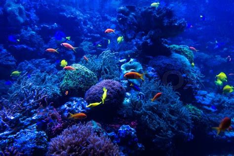Select from distinct blue coral aquarium at alibaba.com to enhance the aesthetic appearance of your interior decor. Tropical fishes meet in blue coral reef ... | Stock Photo ...