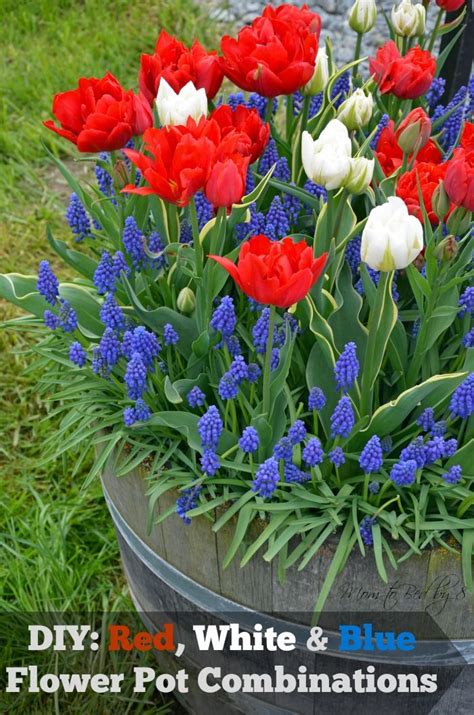 Can i send the flowers to po box? DIY: Red, White and Blue Flowerpot Combinations | Flower ...