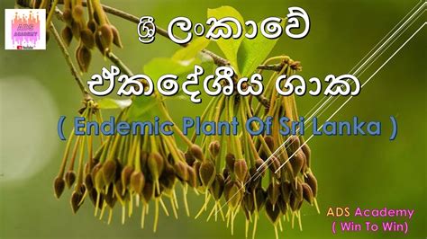 ශ්‍රි ලංකාවේ ඒකදේශීය ශාක Endemic Plant Of Sri Lanka Youtube