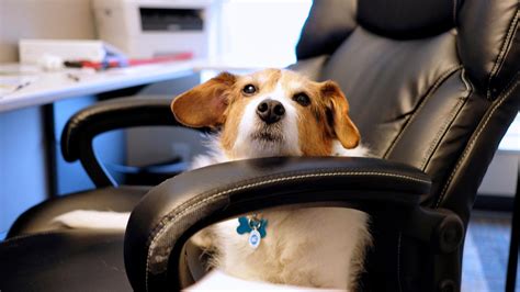 Petpartners.com has google pr 4 and its top keyword is pet partners with 22.20% of search traffic. DogsAtWork Spotlight: Baxter at PetPartners, Inc | PetPartners