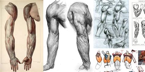 Character Design Collection Arms Anatomy Daily Art References Arm