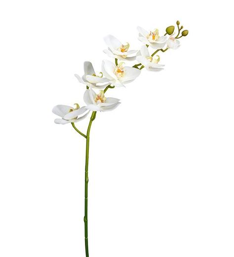Phalaenopsis – Møblia Vestby
