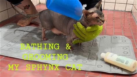 How To Bathe A Sphynx Cat Tutorial Youtube