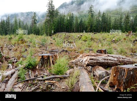 Giant Tree Stumps In An Old Growth Rainforest Clearcut Logging Block