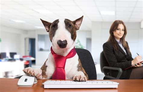 Check spelling or type a new query. Should Dogs be allowed in the workplace? - Eventus Recruitment