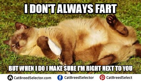 Cat Memes Cat Breed Selector