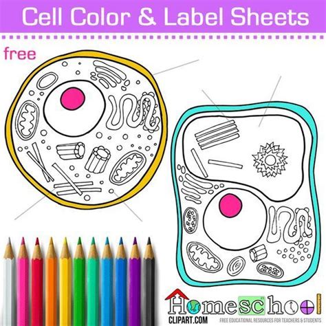 Check spelling or type a new query. Cell Coloring Page | Science cells, Homeschool science ...
