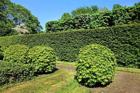 Fast Growing Hedges For Privacy Purpose Growing And Gathering