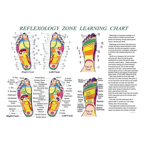 Foot Reflexology Zone Learning Chart Professional Quality Print Etsy
