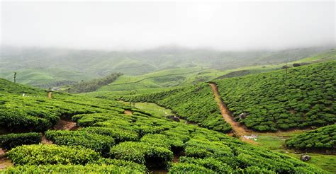 Tea Plantations Of Munnar Kerala Munnar Tea Estate India Travel