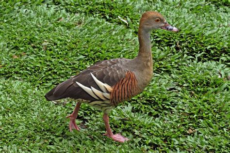 Plumed Whistling Duck New Zealand Birds Online