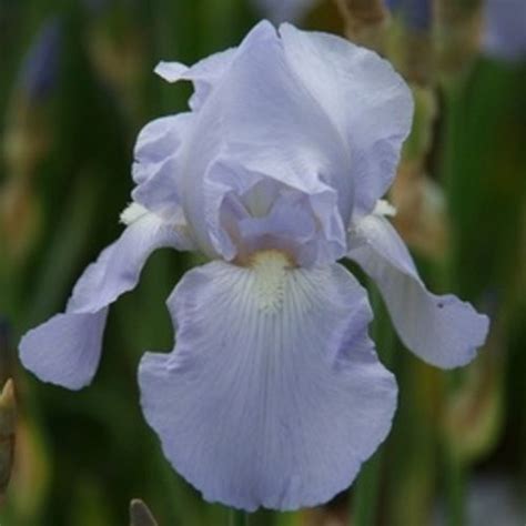 Iris Germanica Blue Sapphire Yougardener