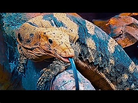 Exploring The Asian Water Monitor Youtube