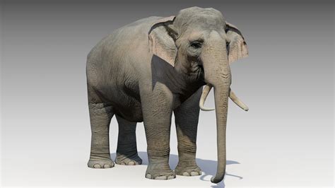 Elephant Animations 3d Model
