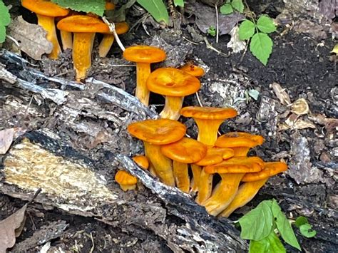 Omphalotus Illudens Mushroom World
