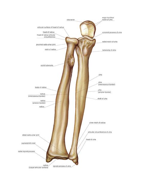 Bones Of Forearm Photograph By Asklepios Medical Atlas Fine Art America