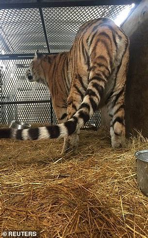 According to houston police, the man named victor hugo cuevas, 26, was taken back in custody and charged with felony evading arrest. Woman keeping 350lb tiger in filthy cage at abandoned ...