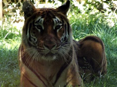 2014 Tiger 19 By Lena Panthera On Deviantart