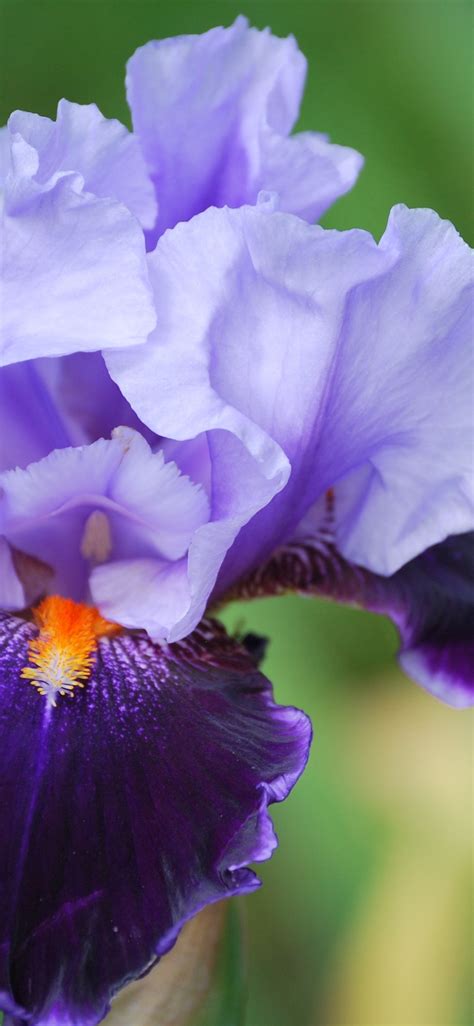 Purple Iris Flower Close Up Petals Hazy Background 1125x2436 Iphone