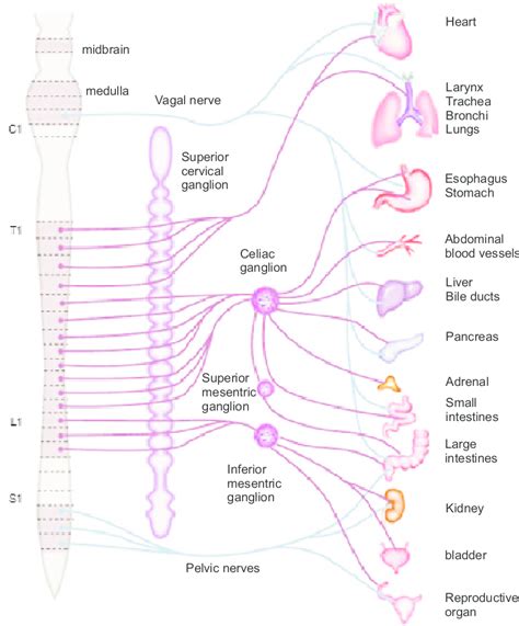 Pathways Of Visceral Sensory Innervation Afferent Fibers That Mediate