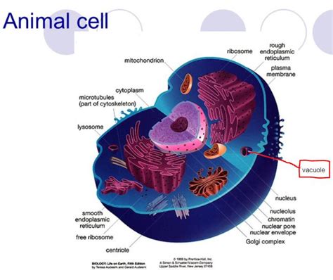 Animal Cell Diagram With Vacuole Labeled Functions And Diagram