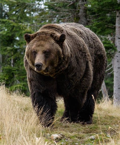 Grizzly Lead Bullets Peaceful Protest Animals Of The World Grizzly