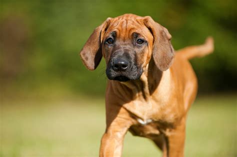 The rhodesian ridgeback did not, as the name suggests, originate in rhodesia but in south africa. Rhodesian Ridgeback - Wesen, Charakter & Haltung