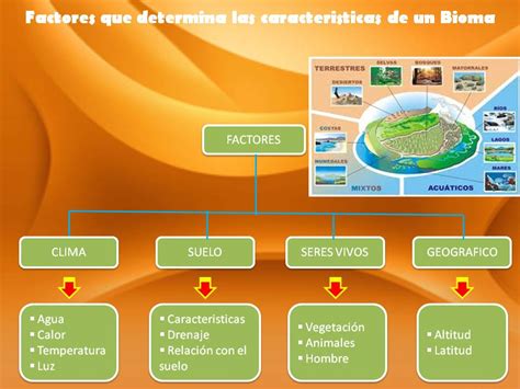 Mapas Conceptuales Biomas Tipos De Ecosistemas Ecosis Vrogue Co