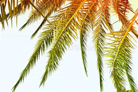 Tropical Palm On Blue Sky Beautiful Palm Leaves Background Stock