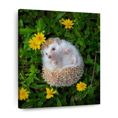European Hedgehog Wall Art Photography