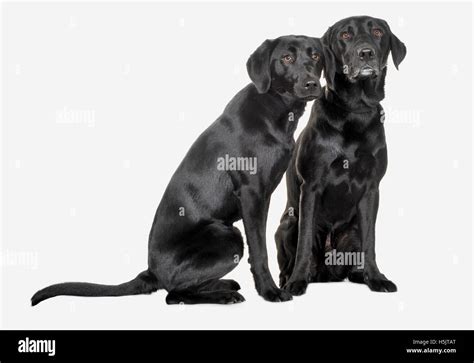 Two Black Labrador Dogs Photographed On W A White Background In A