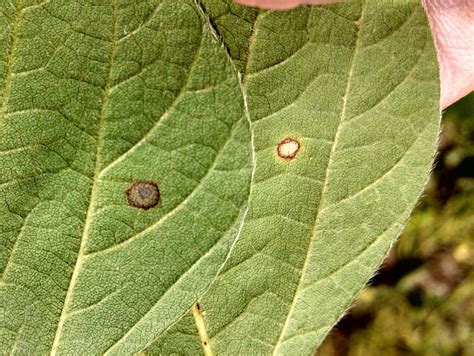 Distinguishing Frogeye Leaf Spot From Chemical Injury In Soybean Ut