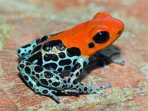 Top 10 Beautiful And Deadly Frogs Most Beautiful