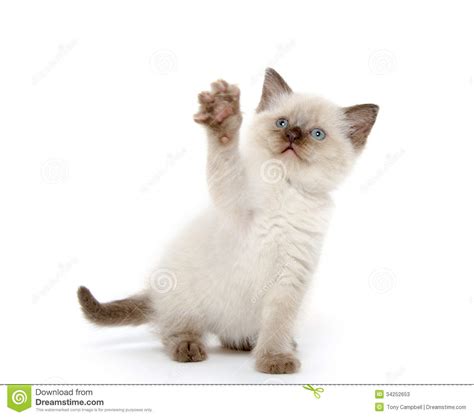 Cute Kitten Playing On White Stock Photos Image 34252653