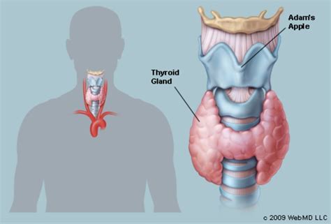 *this listing is for a pattern only* the pattern is 99w x 261h stitches, which will make for a finished piece that is 6.19in x 16.31in on 16ct. The Thyroid (Human Anatomy): Picture, Function, Definition ...