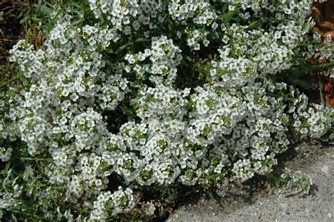 As sweet alyssum plants spread, they create a living mulch under taller plants. Yolo White Sweet Alyssum (Lobularia maritima 'Yolo White ...