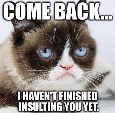 The 30 Most Iconic Grumpy Cat Memes Metro News Britishshorthaircat