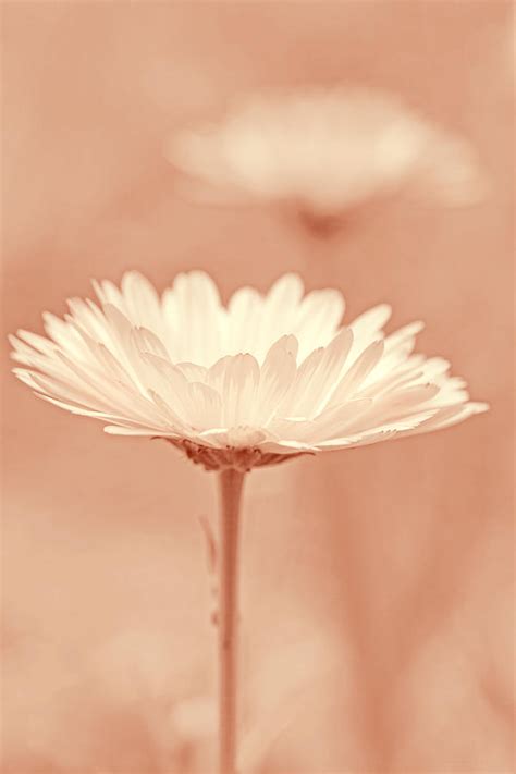 Daisy Flower In Pose Peach Pastel Photograph By Jennie Marie Schell