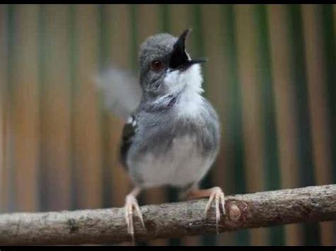 Ciblek kristal gacor ini ngebren ngonci, cocok untuk memaster burung lain atau burung sejenis. 15 Cara Budidaya Burung Ciblek Kristal dengan Mudah ...