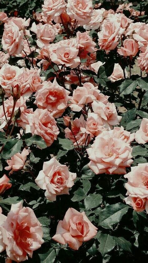 Aesthetic Flower Shared By Cordelia On We Heart It