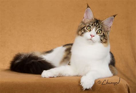 The maine coon is the largest domesticated cat breed. Maine Coon Breeder Ohio | Angtini Cattery | Maine Coon ...