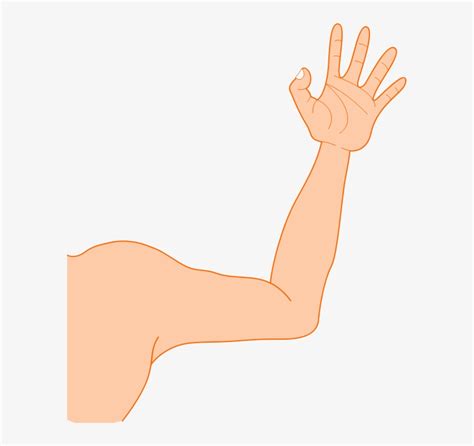 Arm Clipart Clipart Arms Transparent Png 588x692 Free Download On