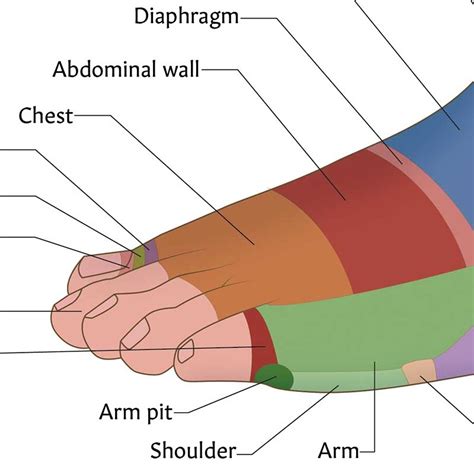 Foot Reflexology Poster Zone Therapy Feet Massage