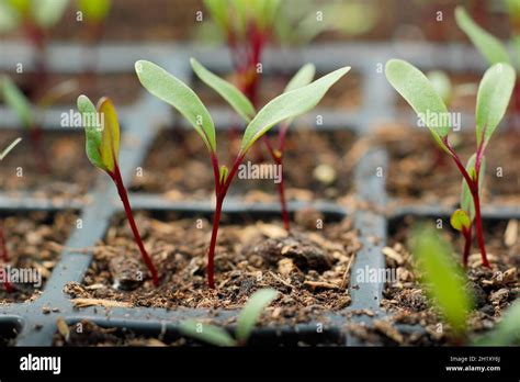 Planting Beetroot Seeds Hi Res Stock Photography And Images Alamy