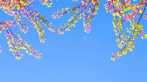 Spring Sakura Cherry Blossom Stock Image Image Of Garden Sakura