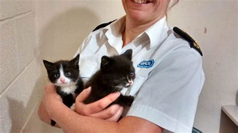 Rspca Investigates Cases Of Kittens Being Drowned In Plastic Bags