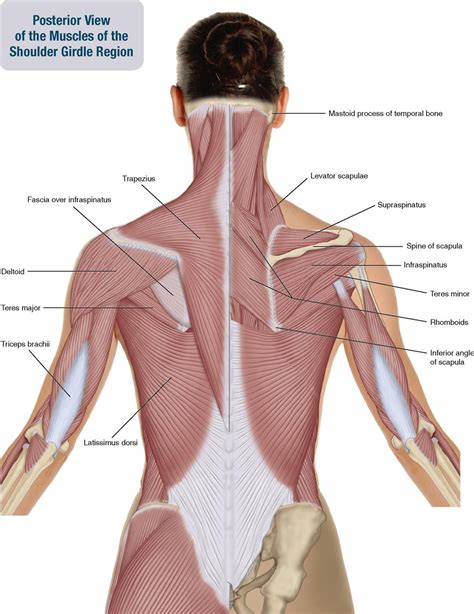 Female Shoulder Muscles Diagram Female Neck Shoulder Muscles Anatomy